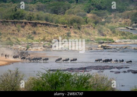 Blaue Gnus galoppieren im Staub über den Fluss Stockfoto