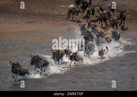 Blaue Gnus galoppieren in Sprühnebel über den Fluss Stockfoto