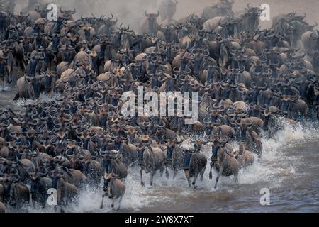 Blaue Gnus galoppieren zahlenmäßig über den Fluss Stockfoto