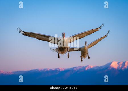 Zwei Pelikane gleiten über Berge und spreizen Flügel Stockfoto