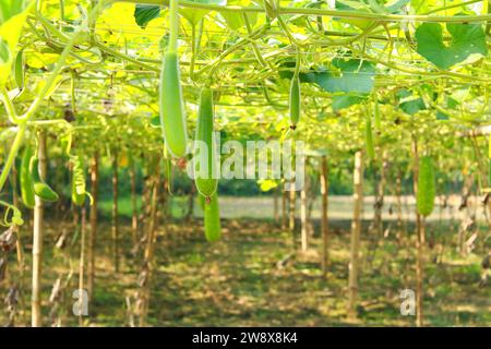 Flaschenkürbis oder Calabash im Garten Stockfoto