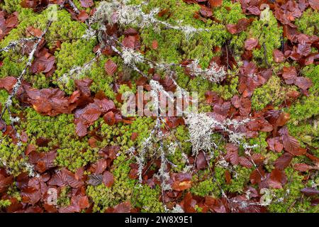 Flechten bedeckten Zweige mit Moos und Herbstblättern. Morayshire, Schottland Stockfoto