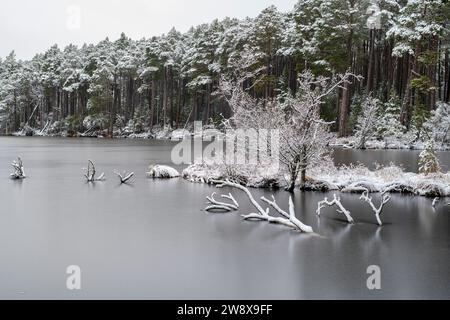 Umgefallene Äste in einem gefrorenen Loch Mallachie. Highlands, Schottland Stockfoto