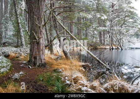 Kiefern und Gras entlang des Wassers liegen im Schnee. Loch Mallachie, Highlands, Schottland Stockfoto