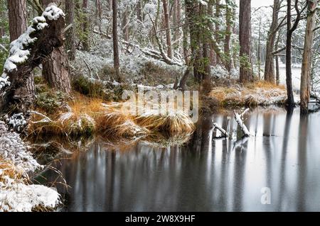 Kiefern und Gras entlang des Wassers liegen im Schnee. Loch Mallachie, Highlands, Schottland Stockfoto