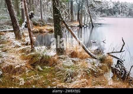 Kiefern und Gras entlang des Wassers liegen im Schnee. Loch Mallachie, Highlands, Schottland Stockfoto