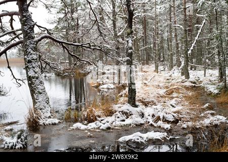 Kiefern und Gras entlang des Wassers liegen im Schnee. Loch Mallachie, Highlands, Schottland Stockfoto