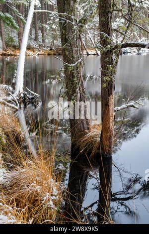 Kiefern und Gras entlang des Wassers liegen im Schnee. Loch Mallachie, Highlands, Schottland Stockfoto