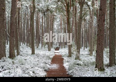 Pfad durch Loch Garten Naturschutzgebiet Kiefernwald im Schnee. Highlands, Schottland Stockfoto