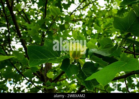 Nahaufnahme einer wunderschönen Blume eines erwachsenen Tulpenbaums, Liriodendron tulipifera. Warmer, sonniger Tag im Garten Stockfoto