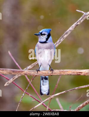 Blue Jay Nahaufnahme Vorderansicht im Winter mit fallendem Schnee und einem unscharfen weichen Hintergrund in seinem Lebensraum und Umgebung. Jay Bild. Stockfoto