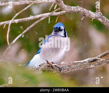 Blue Jay Nahaufnahme Vorderansicht im Winter mit fallendem Schnee und einem unscharfen, weichen Hintergrund in seiner Umgebung und seinem Lebensraum. Jay Bild. Stockfoto