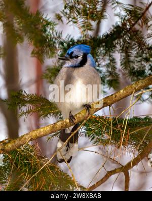 Blue Jay Nahansicht von vorne auf einem Baumzweig mit unscharfem Nadelhintergrund in seiner Umgebung und seinem Lebensraum. Jay Bild. Stockfoto