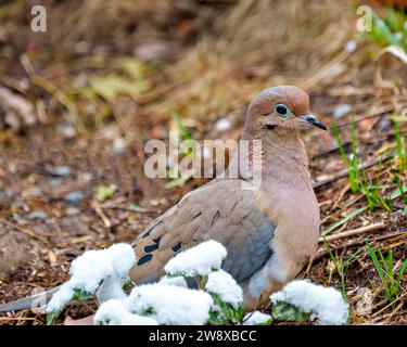 Nahaufnahme der Trauertaube auf dem Boden sitzend mit Schnee auf Laub in ihrer Umgebung und ihrem Lebensraum. Taubenbild. Weihnachtskarte Foto. Stockfoto