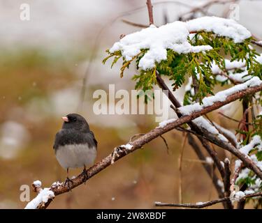 Dunkle Augen Junco Nahaufnahme von vorne auf einem Zedernzweig mit einem unscharfen Waldhintergrund in seiner Umgebung und seinem Lebensraum. Wintersaison. Weihnachten. Stockfoto