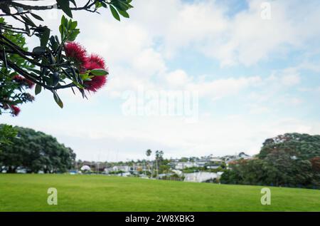 Die Pohutukawa-Bäume blühen in voller Blüte im Milford Beach Reserve. Auckland. Stockfoto