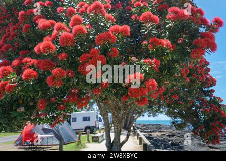 Takapuna Beach im Sommer. Pohutukawa-Bäume in voller Blüte. Wohnmobile und Zelte im Hintergrund. Auckland. Stockfoto