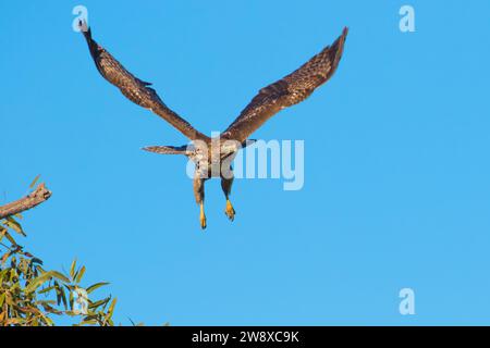 Wilder Rotschwanzfalke (Buteo jamaicensis) im Orange County Kalifornien USA Stockfoto