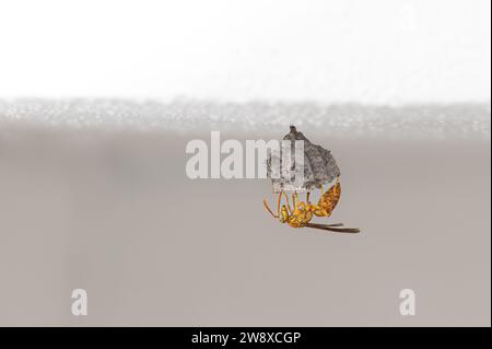 Gelbe Papierwespe, polistes Olivaceus, Bau eines Hauses in La Gaulette, Mauritius Stockfoto