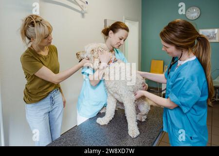 Tierärztin untersucht Labradoodle-Hund auf dem Untersuchungstisch, während Krankenschwester in der Klinik durch den Besitzer assistiert Stockfoto