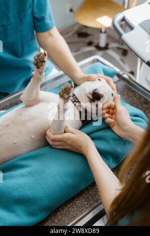Tierärzte untersuchen auf dem Tisch liegenden Hund in der Klinik im Krankenhaus Stockfoto