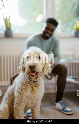 Niedliches Labradoodle mit männlichem Besitzer im Hintergrund im Tierkrankenhaus Stockfoto