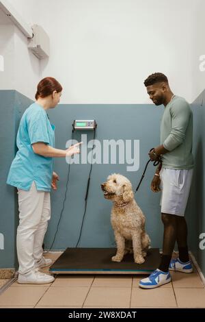 Tierärztliche Untersuchung des Gewichts des Hundes mit männlichem Besitzer während der Routinekontrolle in der Klinik Stockfoto