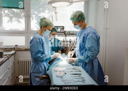 Männlicher und weiblicher Tierarzt mit Krankenschwester, die im Operationssaal des Krankenhauses operiert Stockfoto