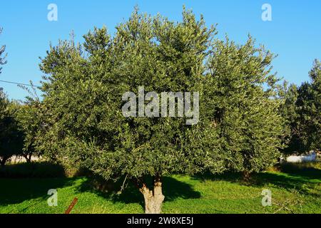 Olivenbäume oder olea europaea in Attika, Griechenland Stockfoto