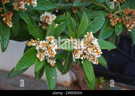 Loquat, oder Eriobotrya japonica Baum Blüten, im Herbst Stockfoto