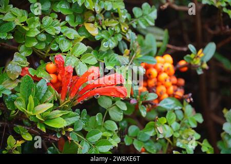 Cape Geißblatt oder Tecoma capensis Orangenblüten und Feuerdorn oder Pyracantha Beeren, nach dem Regen Stockfoto