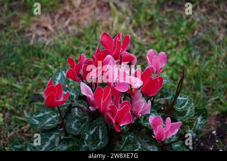 Cyclamen Persicum Pflanze mit rosa Blüten, nass nach dem Regen Stockfoto