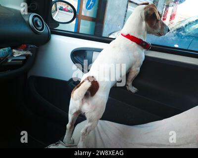 Ein Jack-Russell-Hund schaut aus einem Autofenster Stockfoto