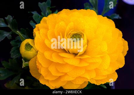 Zarte gelbe Ranunkelblüte und Knospen Stockfoto