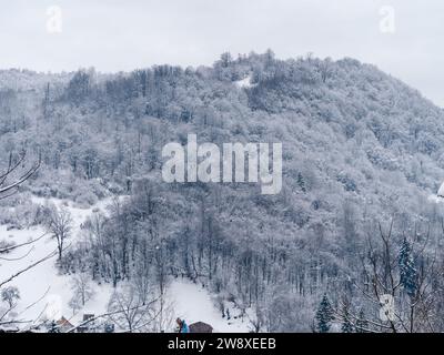 Fichtenwald bedeckt mit weißem Schnee Nebelwinterland Karpaten Aussicht Landschaft. Schneebedeckte Tannen mit Nebel in den Karpaten. Malerischer Wald Stockfoto