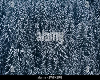 Fichtenwald bedeckt mit weißem Schnee Nebelwinterland Karpaten Aussicht Landschaft. Schneebedeckte Tannen mit Nebel in den Karpaten. Malerischer Wald Stockfoto