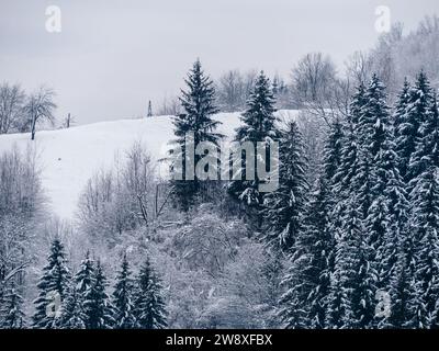 Fichtenwald bedeckt mit weißem Schnee Nebelwinterland Karpaten Aussicht Landschaft. Schneebedeckte Tannen mit Nebel in den Karpaten. Malerischer Wald Stockfoto