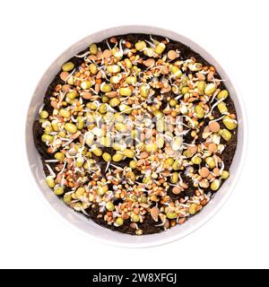 Gemischte Sprossen keimen auf Humusboden, in einer weißen Schüssel. Keime aus Mungbohnen, Rettich, Linsen und gelbem Senf, mit kleinen Wurzelhaaren. Stockfoto
