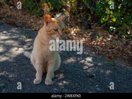 Orangefarbene Katze mit Tabby-Motiv sitzt. Stockfoto