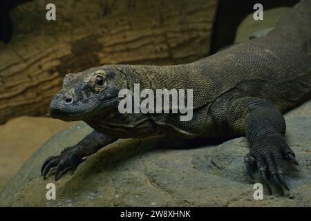 Bronx Zoo November 2023 Stockfoto