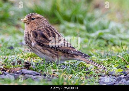 Twite - Linaria flavirostris - Fringillidae - Singvogel auf kurzem Gras in Nordirland Stockfoto