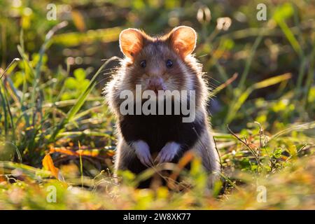 Alarm Europäischer Hamster / Eurasischer Hamster / Schwarzbauchhamster / gewöhnlicher Hamster (Cricetus cricetus), der im Frühjahr auf Grünland / Wiese auf Nahrungssuche ist Stockfoto