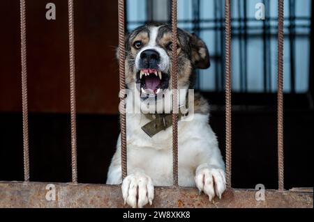 Wütender Mischlingshund in einem Käfig in einem Tierheim. Porträt eines wütenden Hundes, der durch den Kühlergrill in die Kamera bellt Stockfoto