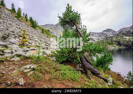 Eine etwa 300 Jahre alte, monumentale Zirbe im Naturpark Mont AVIC, Valle d'Aosta, Italien. Stockfoto