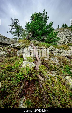 Eine etwa 300 Jahre alte, monumentale Zirbe im Naturpark Mont AVIC, Valle d'Aosta, Italien. Stockfoto