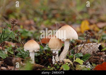 Ziegelmütze (Hypholoma sublateritium) auf verfallendem Baumstumpf, Wilnsdorf, Nordrhein-Westfalen, Deutschland Stockfoto