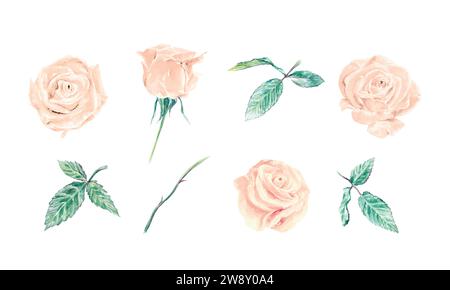 Rosafarbene Rosen. Blume Set Vektor Illustration isoliert auf weißem Hintergrund. Karten, Hochzeitseinladungen, Banner, Geburtstagsposter, Festivals. Stock Vektor