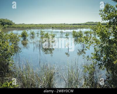 Lagune, Big Cypress National Preserve, Everglades, Nordamerika, Florida, USA Stockfoto