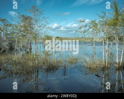 Lagune, Big Cypress National Preserve, Everglades, Nordamerika, Florida, USA Stockfoto