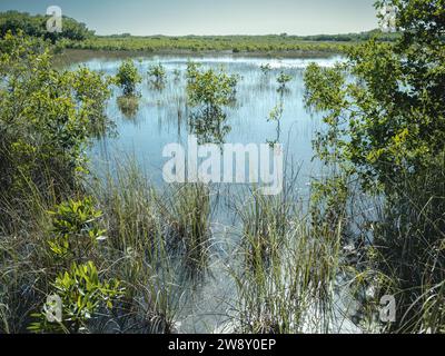 Lagune, Big Cypress National Preserve, Everglades, Nordamerika, Florida, USA Stockfoto